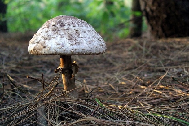 Plastic eating mushroom