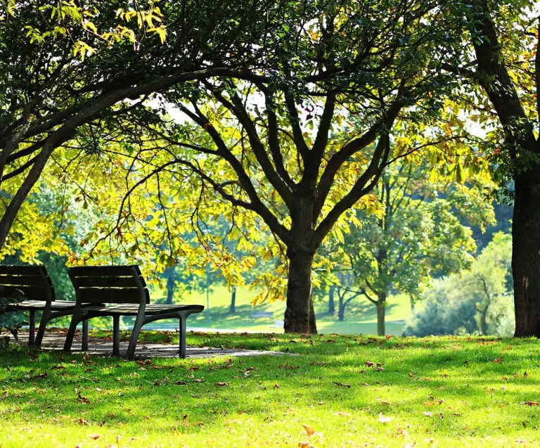 If You Go Down to the Woods Today