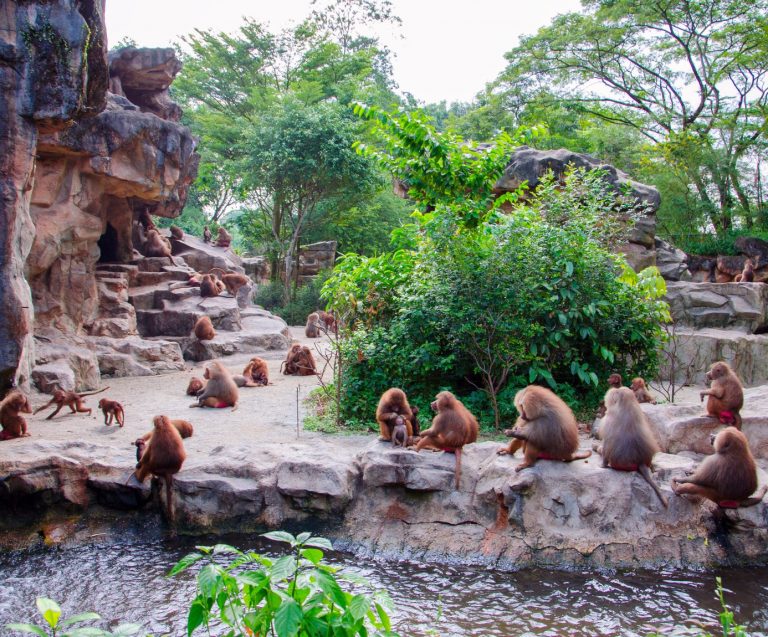 Curraghs Wildlife Park Gains an Exciting New Exhibit