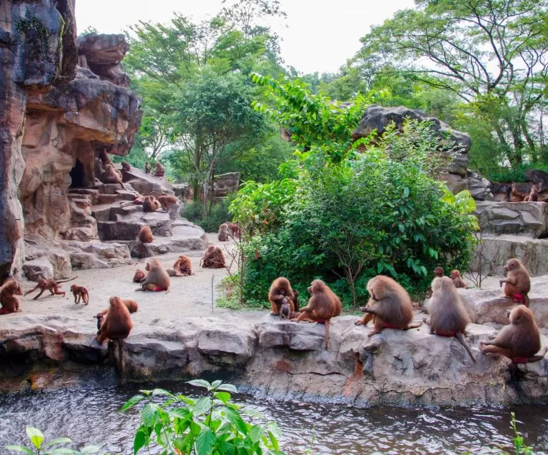 Curraghs Wildlife Park Gains an Exciting New Exhibit