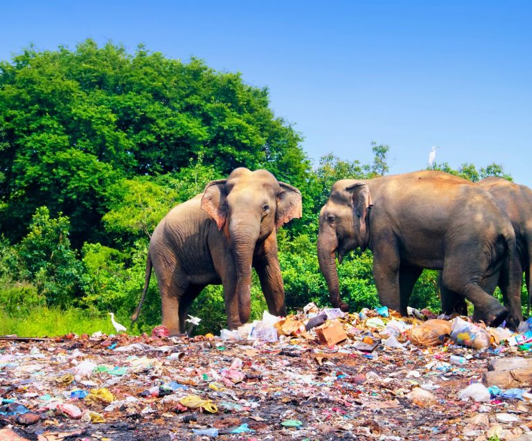 Is the UK Lagging Behind on Plastic Waste Reduction?