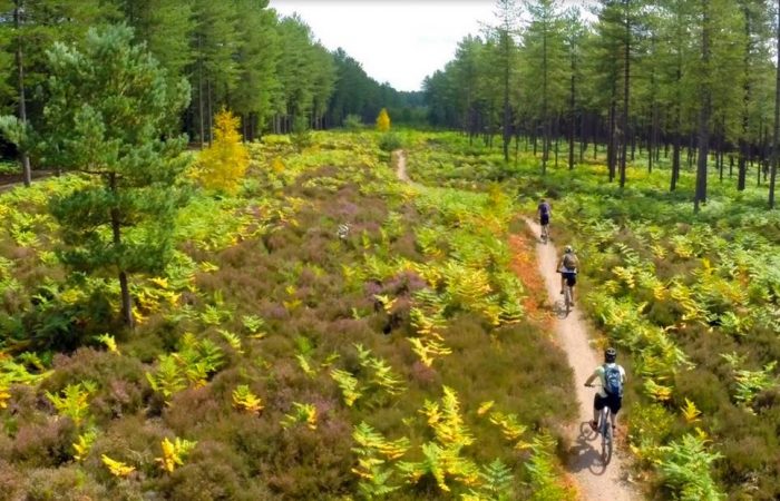 Moors Valley Country Park