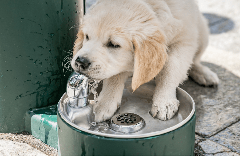 Cute dog drinking from the new dog bowl installed as part of the new bottle filler in Vilnius.