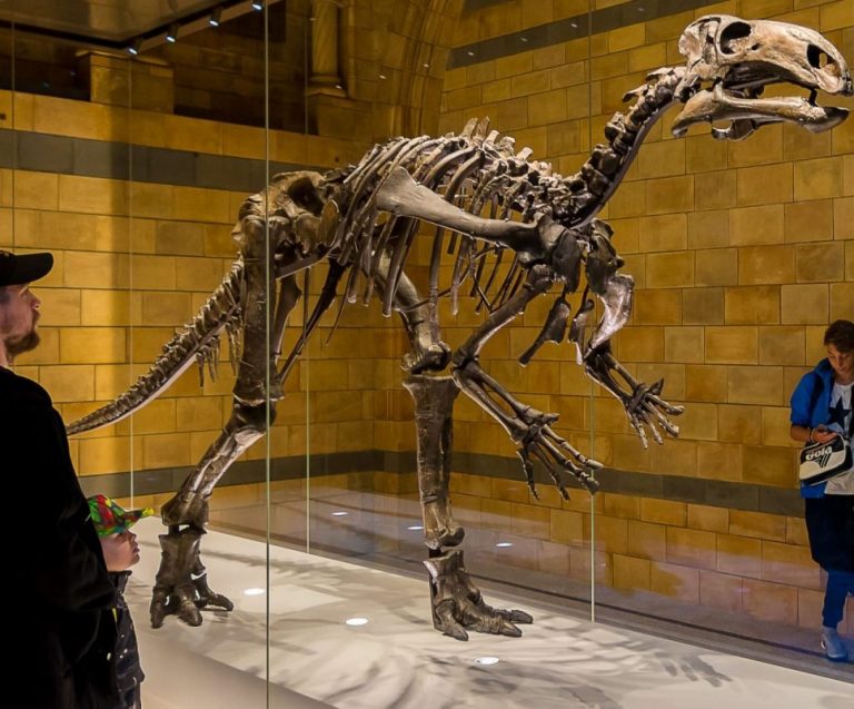 MIW Takes Its Place at the UK’s Fourth Largest Visitor Attraction – The Natural History Museum