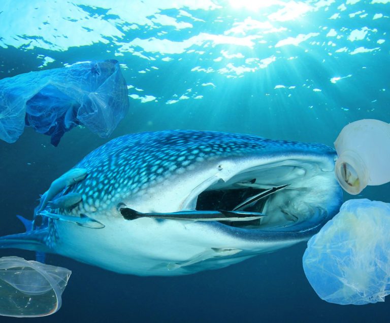 This is Why You Should Care That Whale Sharks Eat Thousands of Plastic Pieces a Day